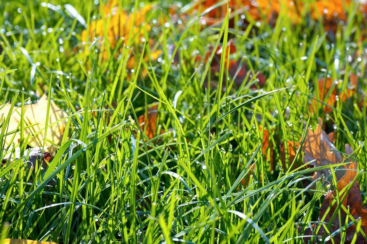 När ska man sluta klippa gräset? Klippa gräset på hösten